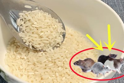 Trong nhà có chuột, lấy 1 nắm gạo trộn với thứ này để ở góc nhà là không còn một bóng dáng