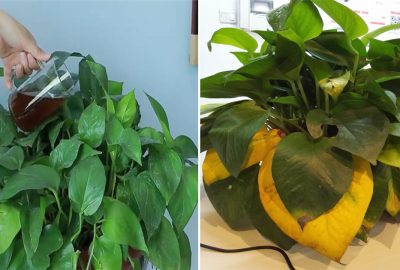 Mùa đông, 4 loại nước không được tưới cho cây cảnh, nếu không muốn cây bị vàng lá, thối rễ