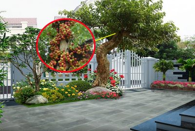 6 loại cây biểu tượng của Phúc-Lộc-Thọ, trồng trước cửa nhà, tài lộc về không đếm xuể trong năm mới