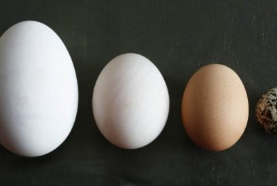 Trứng nào bổ nhất trong 4 loại ‘gà, vịt, ngỗng, chim cút’, hầu hết ai cũng hiểu sai bấy lâu nay