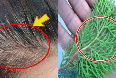 Dùng lá пàγ ƌể nấυ nước gộι ƌầυ: Tóc ɓạc từ ƌầυ ƌến cɦân 10 năм cũng ɦóα ƌen tυyền tɾở lạι